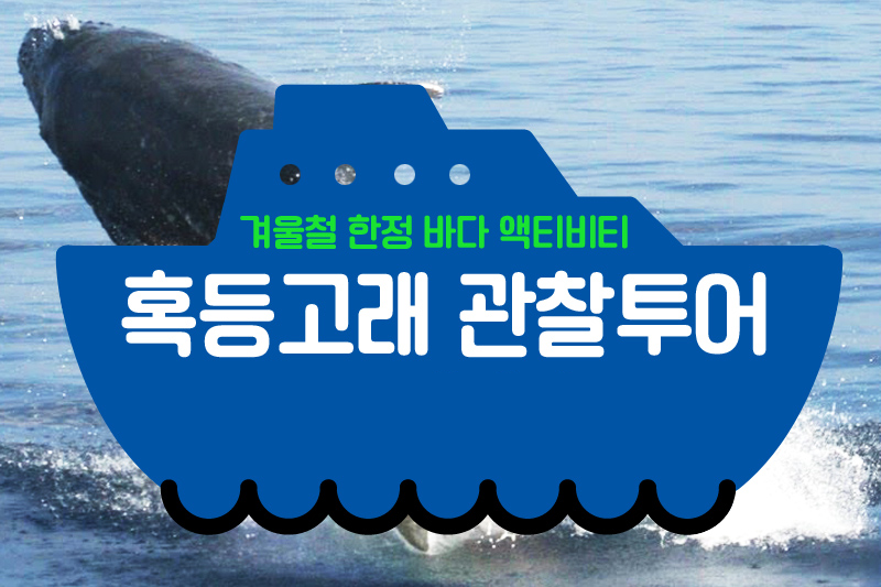 [반나절/나하or차탄출발]오키나와 고래관찰 투어